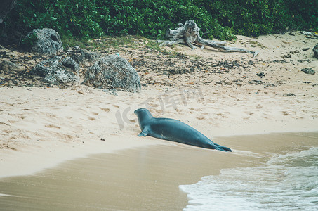 美国夏威夷，僧海豹走出水面。