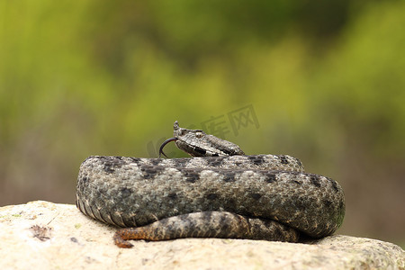 岩石上漂亮的雄性鼻角毒蛇