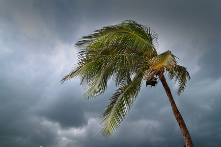 飓风热带风暴椰子树