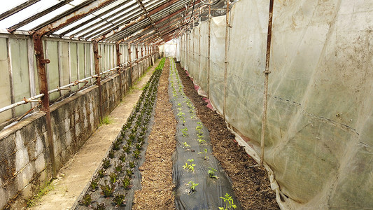 种植新番茄植物的温室