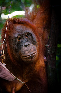 在印度尼西亚婆罗洲观看红毛猩猩雌性面孔