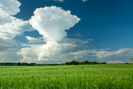 一片绿色的大麦田和蓝天上的一朵巨大的白云