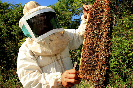 养蜂场蜂蜜生产