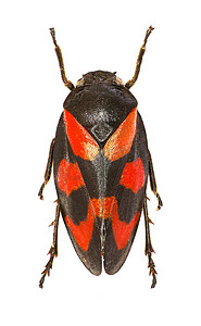 科普背景摄影照片_白色背景上的红色和黑色蛙跳 - Cercopis vulnerata (Rossi, 1807)