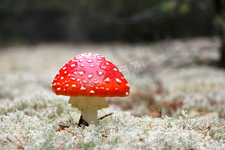 红木耳蘑菇