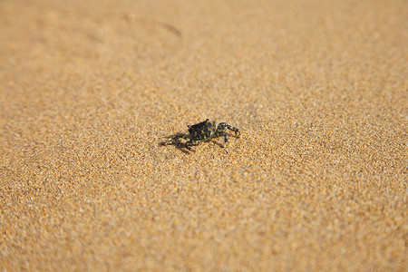 小螃蟹摄影照片_走在沙滩上的小螃蟹