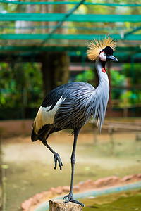 美丽的鸟，非洲灰冠鹤特写