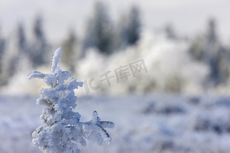 赛拉摄影照片_赛普拉斯山第一场降雪