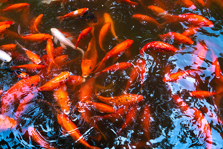 红锦鲤摄影照片_一群日本红鲤鱼在池塘里。