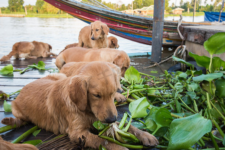 狗狗吃东西摄影照片_金毛狗 TEA 吃蔬菜。
