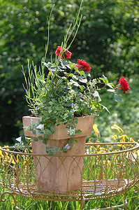 花盆栽植物摄影照片_花园装饰，开花的盆栽植物