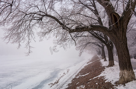 陪伴是最长情的高摄影照片_冬季最长的欧洲菩提树胡同