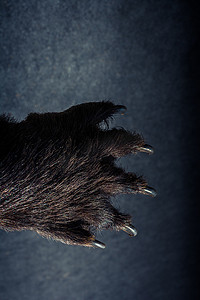 黑熊掌与锋利的爪子