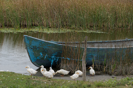 SULINA，多瑙河三角洲/罗马尼亚-9 月 23 日： 驯养的鸭子