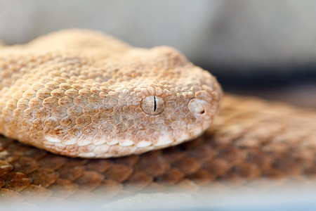米洛斯毒蛇 (Macrovipera schweizeri) 毒蛇