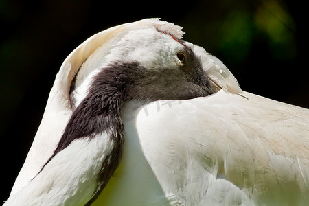 藏在白羽中的丹顶鹤 Grus Japonensis