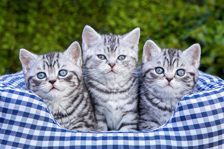 方格篮子里的三只年轻的银虎斑猫