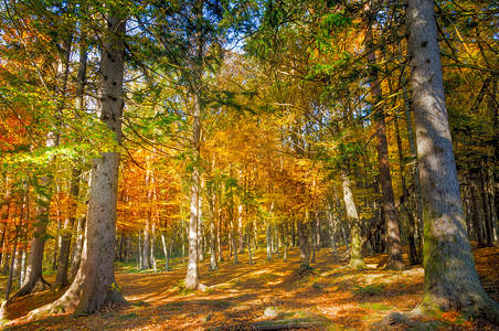 秋天的森林风景，树叶和小径上有阳光