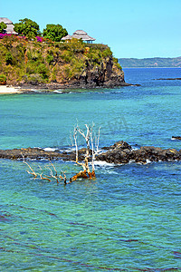美丽的安迪拉纳海滩海藻印度死树和