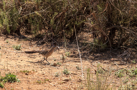 路人甲路人乙摄影照片_更大的走鹃，Geococcyx californianus，鸟吃蜥蜴