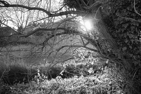 黑色和白色的树摄影照片_布什和树与黑色和白色的背光阳光