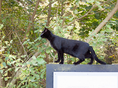 招亲大会背景图摄影照片_漂亮的黑猫宠物侧身站在外面的招牌上