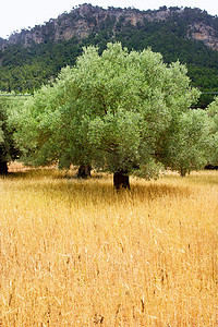 地中海马略卡小麦与橄榄的农业