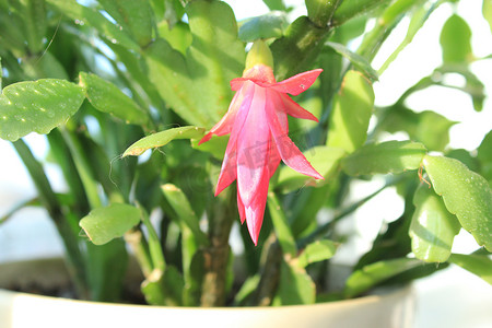 精美粉色摄影照片_Schlumbergera 的精美粉红色花朵