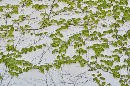 绿色泥鳅生长在灰色的混凝土墙上