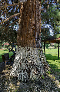 公园里的巨型红杉 (Sequoia sempervirens)
