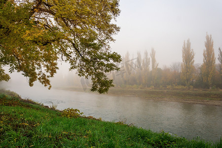 河边雾中泛黄的树