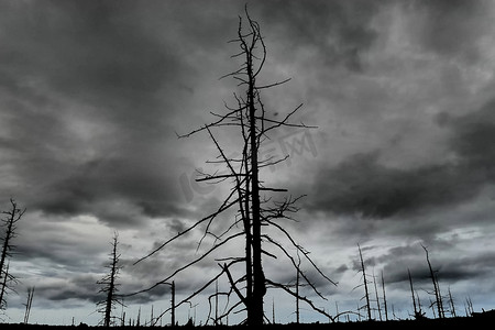 枯死的森林，枯木在多云的天气中燃烧