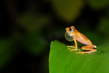 坐在叶子上的青蛙摄影照片_一只小橙色青蛙坐在一片叶子上