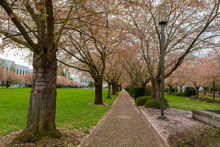 俄勒冈州塞勒姆公园小径上的樱花树