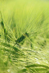 绿色农场摄影照片_绿色大麦耳朵选择性焦点