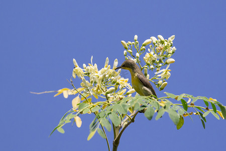 鸟的图像（橄榄背太阳鸟、黄腹太阳鸟）。