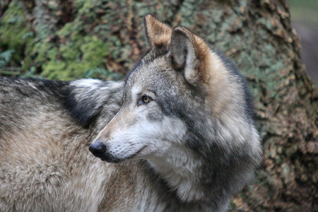 森林郊狼摄影照片_“灰狼。照片摄于华盛顿州西北迷航野生动物园。”