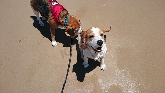 黄金海岸摄影照片_澳大利亚 - 比格犬聚会 - 黄金海岸