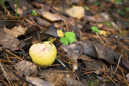 秋景灰蘑菇生长地和黄苹果特写