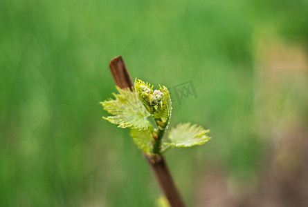 葡萄在早春开始植被，特写