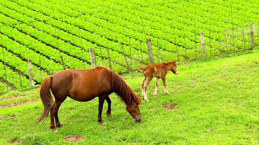 马在田野吃草