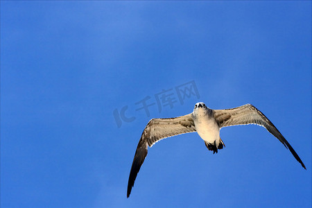 海鸥在墨西哥普拉亚卡门的天空中飞翔