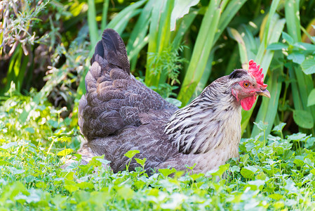 户外草地上的鸡下蛋母鸡日