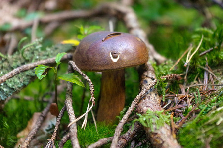 suillus bovinus 生长在森林里，也被称为泽西牛蘑菇或牛肝菌