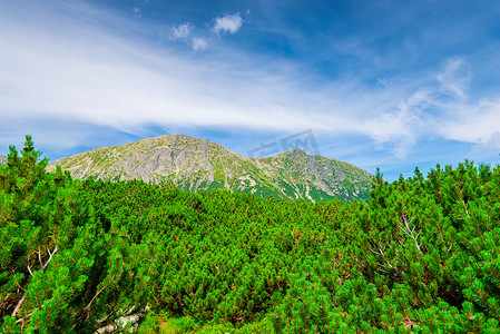 天空和树枝摄影照片_茂密的松树枝和塔特拉山的山顶