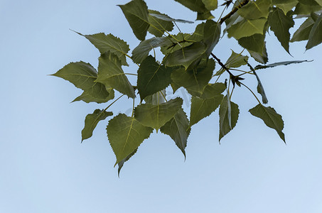 杨树 (Populus) 的枝条覆盖着阳光照射的秋叶