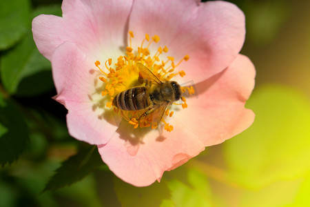 蝴蝶蚂蚁摄影照片_蜜蜂在粉红色的花（玫瑰果）上。