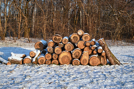 冬天在森林里砍伐的一堆木头