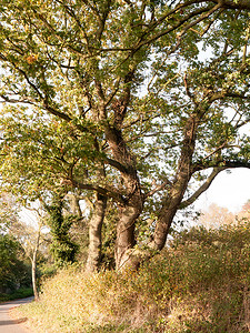 光荣的摄影照片_外面浓密的乡村树金色光荣的树皮和叶子