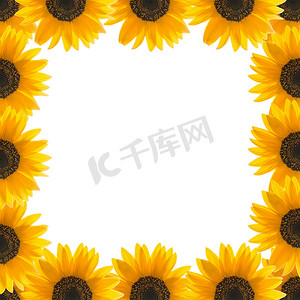 相框边框与白色背景上的向日葵